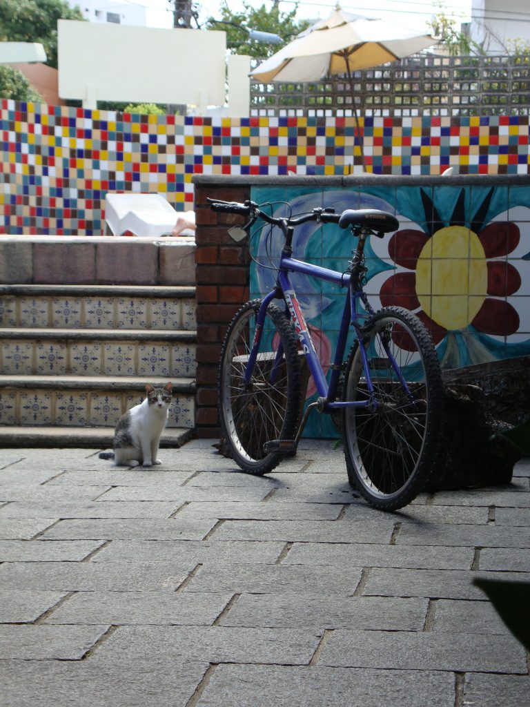 Bici Clique: ache o gato na foto