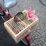 ate-onde-deu-pra-ir-de-bicicleta-cestinha-05