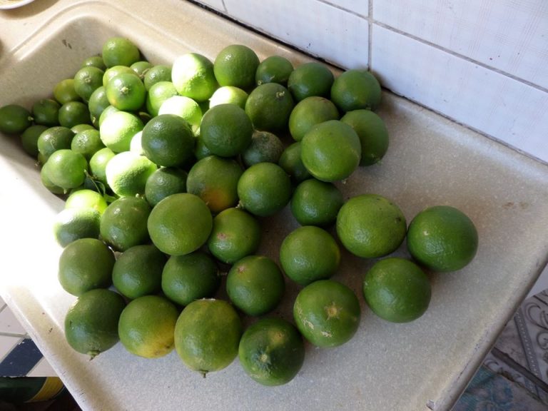 História com a bicicleta: O menino do limão galego